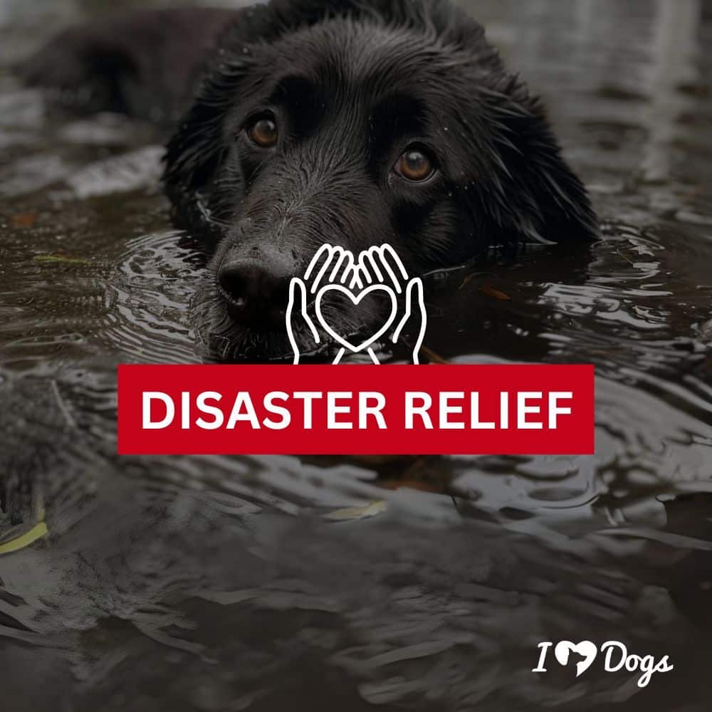 Donate to Disaster Relief for Families & Pets in Crisis - Greater Good Charities