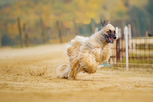 Afghan Hound with flowing coat looking independent