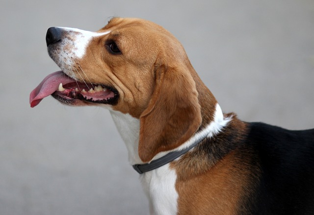 Beagle following its nose with focus