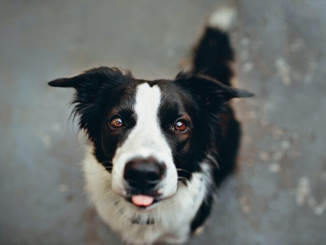 Border Collie begging