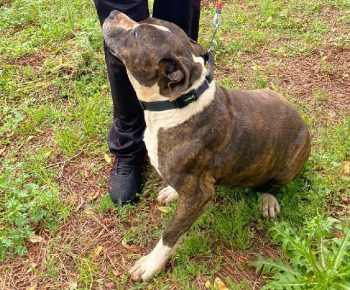 Bullet-Feature Bullet-Feature