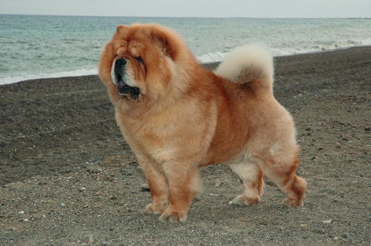 Chow Chow, dignified and distant, expressing a shy and independent personality