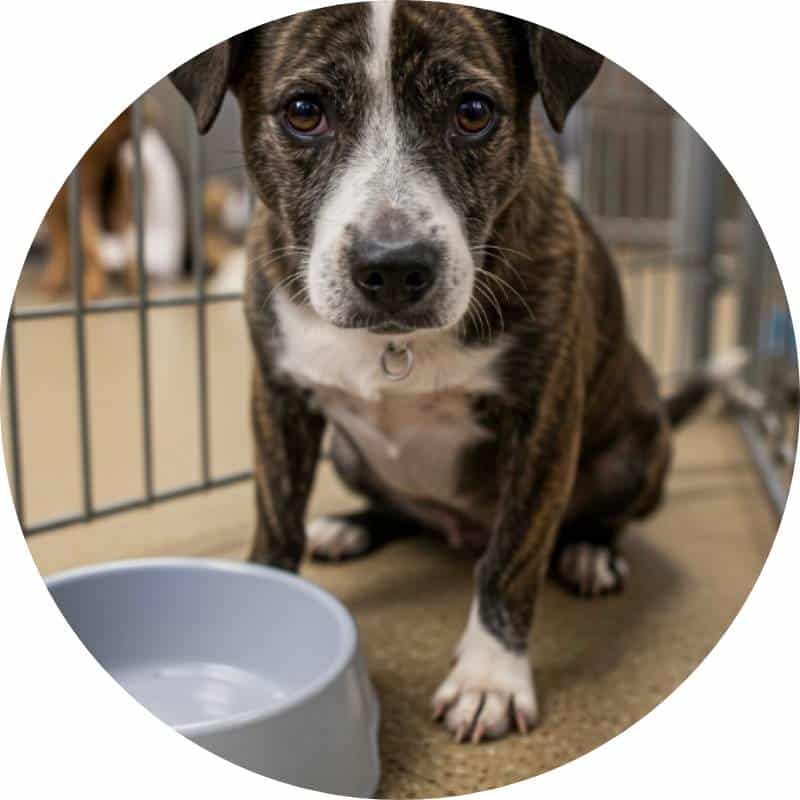 Donate Meals Products