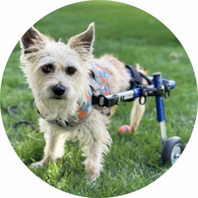 Steps of Hope Project Products