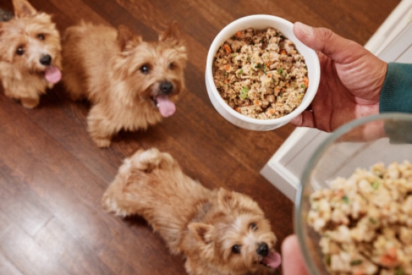 Three small brown terriers look up in anticipation as a person gets ready to serve two bowls of The Farmer's Dog fresh dog food