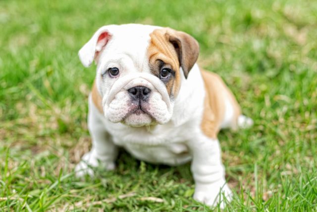 White and brown English Bulldog puppy sitting in the grass