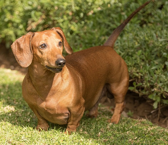 Dachshund looking determined and stubborn