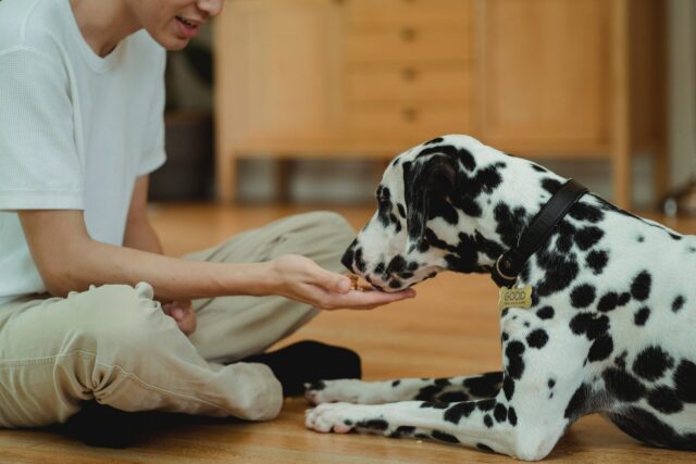 Dalmatian getting treat