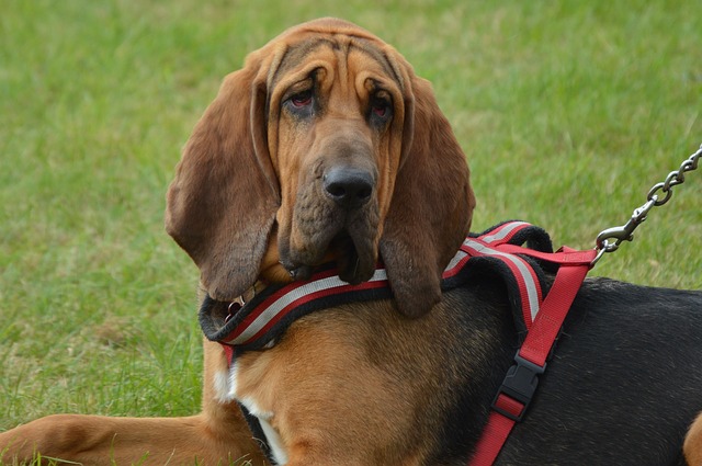 Bloodhound following its nose on a trail