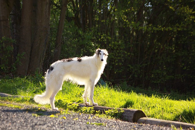 Borzoi sighthound with graceful independent stance