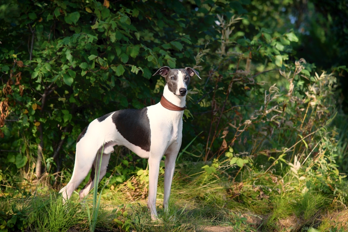 Whippet relaxed yet cautious, reflecting a shy and gentle temperament