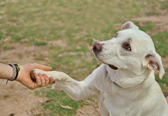 Dog giving paw