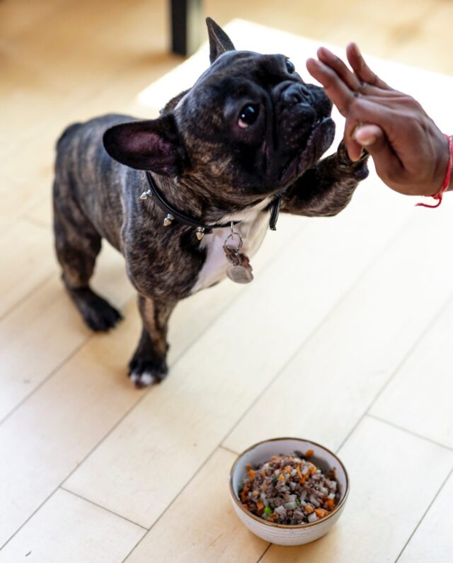 Dog with fresh food bowl