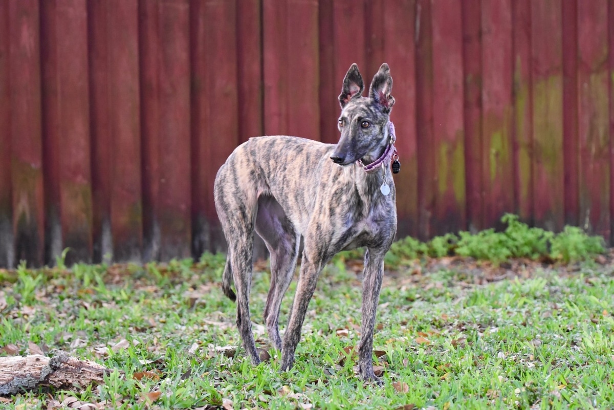 Greyhound with gentle posture showing quiet sensitivity and reserved emotional nature