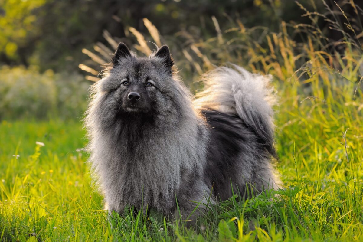 Keeshond, gentle and cautious, showing a shy yet affectionate demeanor