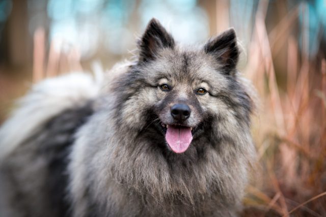 Keeshond panting