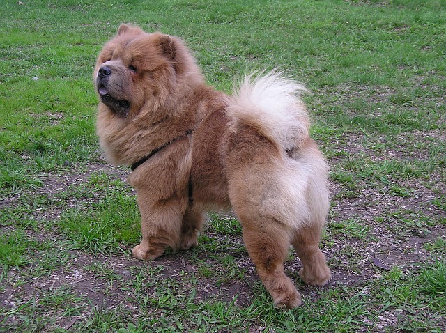 Chow Chow with proud dignified expression