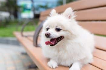 A sweet dog with plush-like fur and a dreamy, toy-like expression, full of warmth.