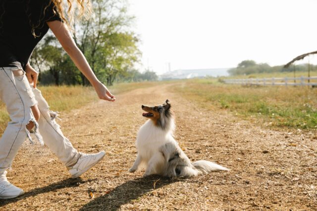 Woman feeding puppy best dog treats