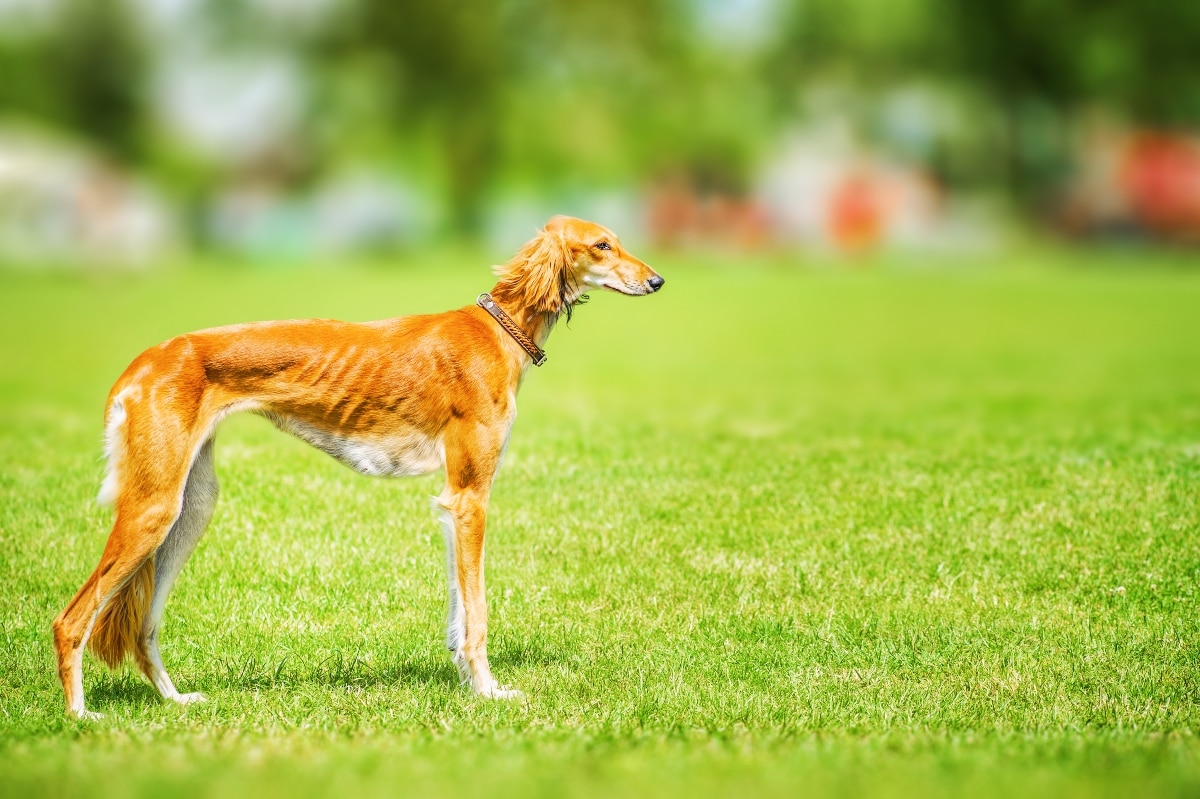 Saluki, graceful and distant, showing gentle emotional reserve