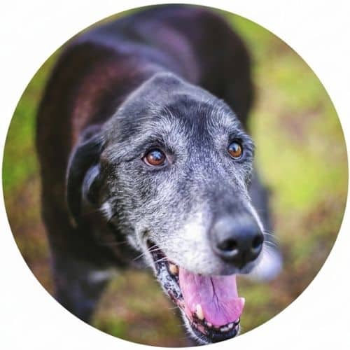 Senior Dog Email Newsletter Products