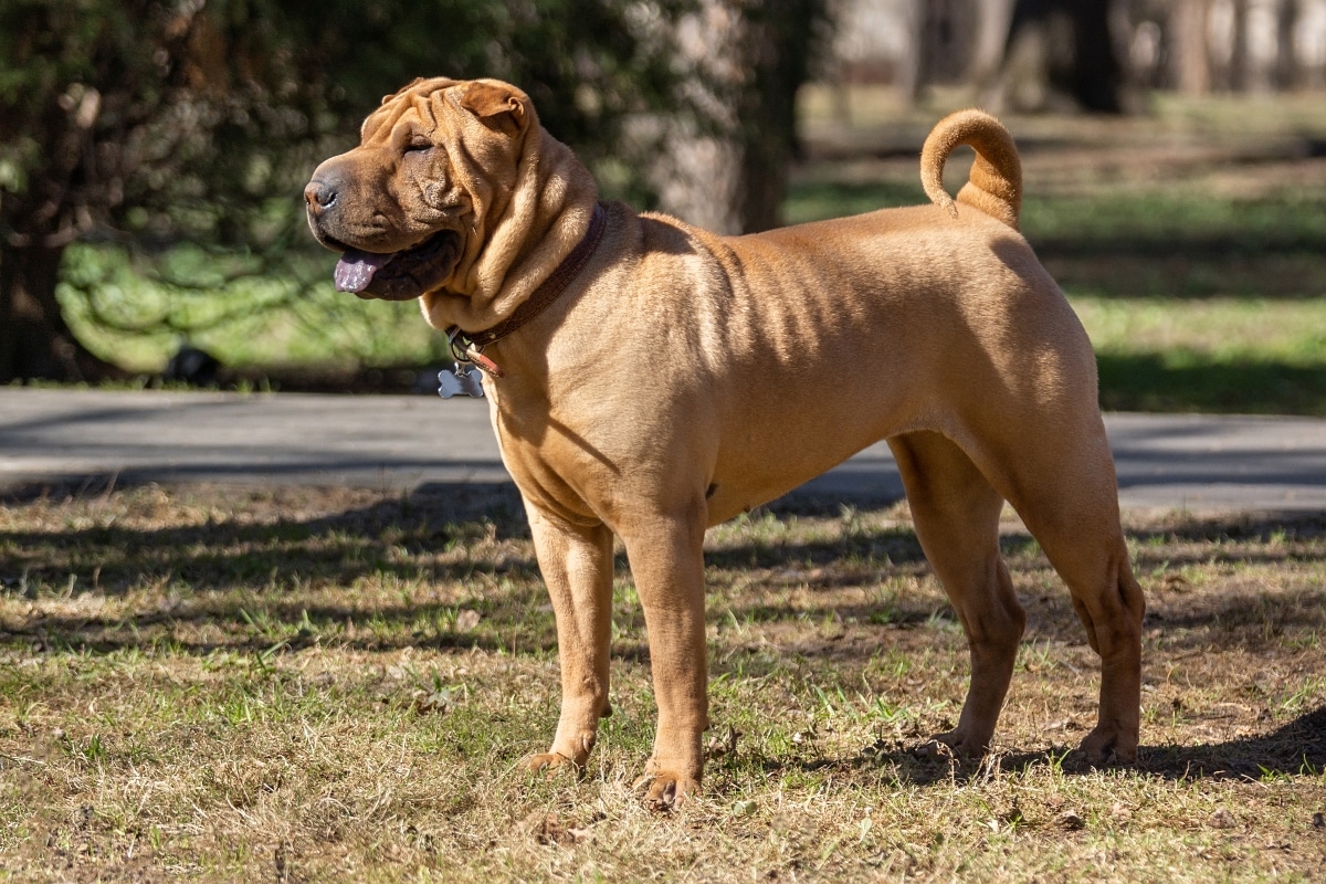 Chinese Shar Pei, calm and observant, showing a reserved emotional nature