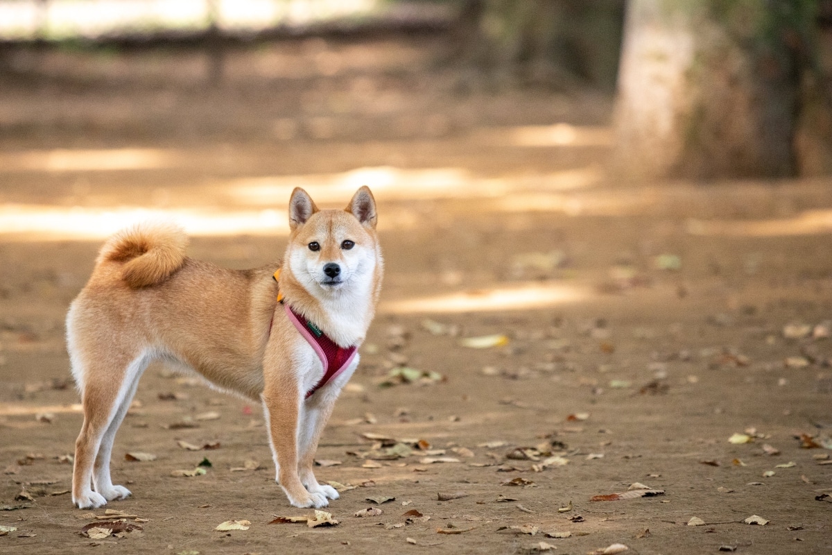 Shiba Inu appearing cautious yet curious with reserved confidence