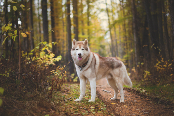 Siberian Husky with free-spirited energetic expression