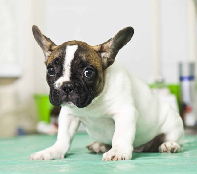 French,Bulldog,Puppy,In,Animal,Hospital