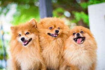 A dog smiling warmly with soulful eyes, radiating deep affection and emotional connection.