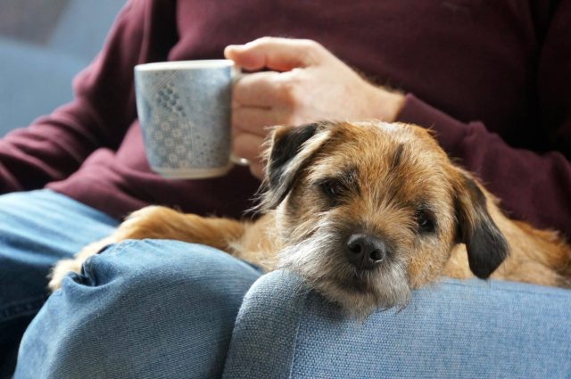 A calm, content, scruffy brown dog lays on a man's lap as he enjoys a mug of coffee