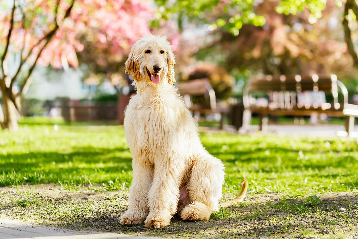 Afghan Hound, elegant and distant, showing a gentle and shy demeanor