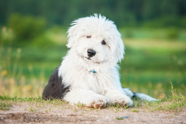 Old English Sheepdog with thick fluffy coat looking independent