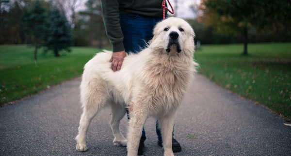 Great Pyrenees guardian dog looking confident and independent
