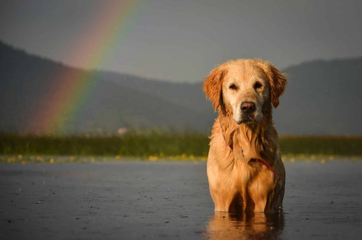 Choosing an eco-friendly and sustainable dog food isn’t just about feeding your pup the best