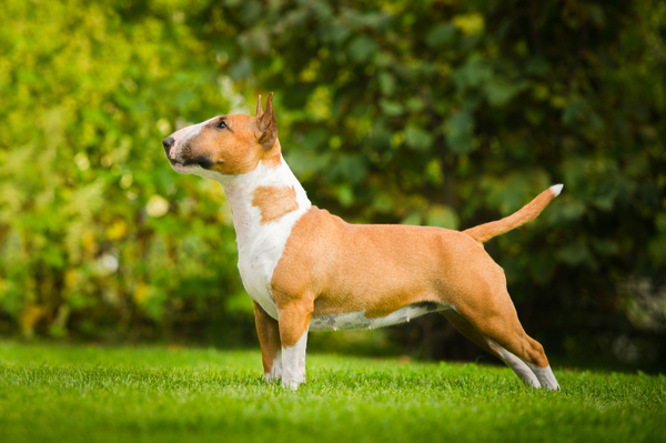 Bull Terrier with characteristic egg-shaped head and bold expression