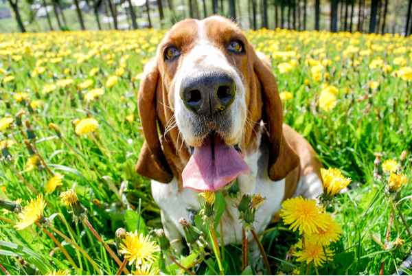 Basset Hound with droopy eyes and relaxed expression