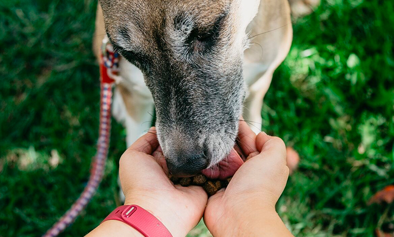 social_impact_feeding_shelter_dogs