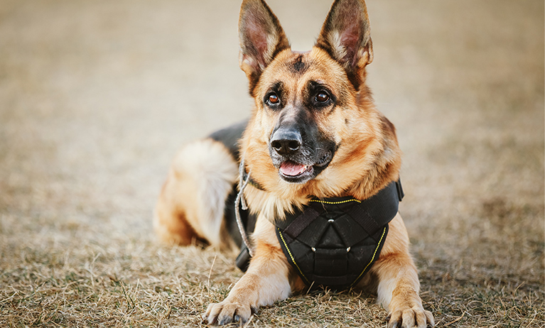 social_impact_k9_body_armor