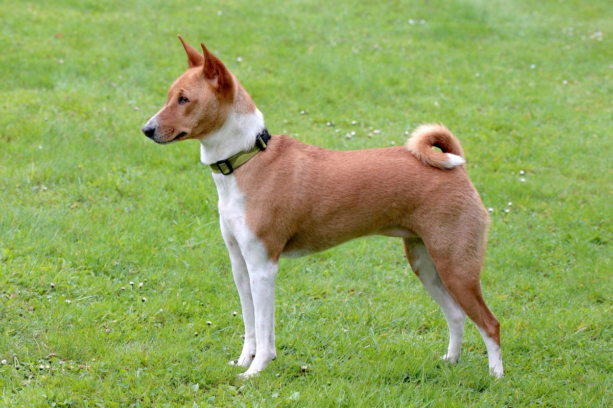 Basenji calm and alert, reflecting thoughtful and reserved behavior