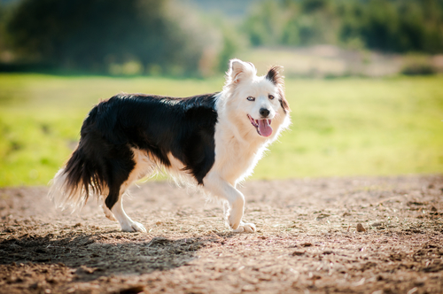 20 dog breeds you should think twice about before getting