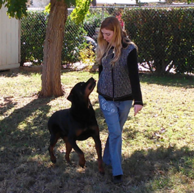 Brain training for dogs class