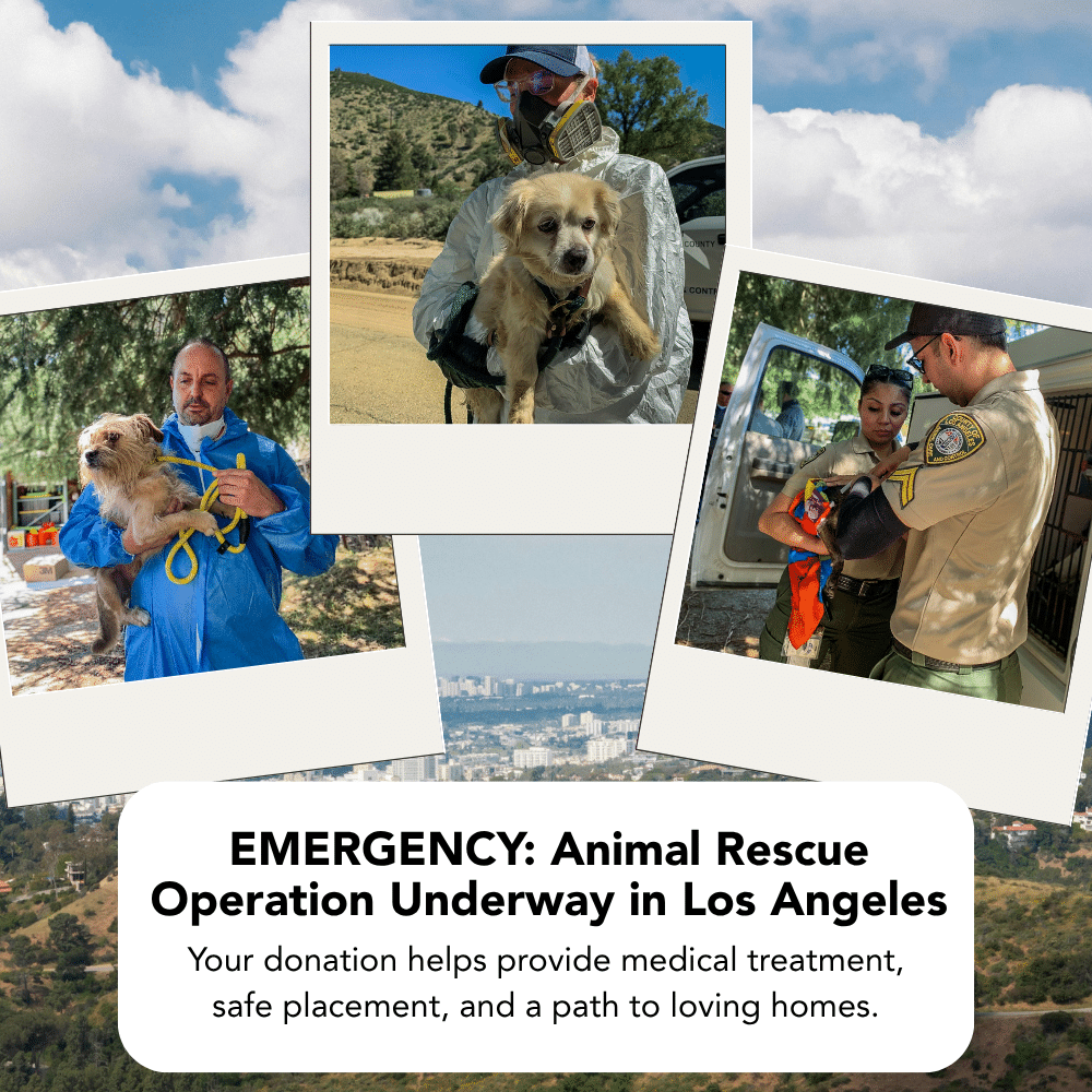 Urgent LA Rescue Campaign - DONATE NOW