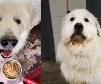 Bear_Greater_Good_Featured Bear_Greater_Good_Featured